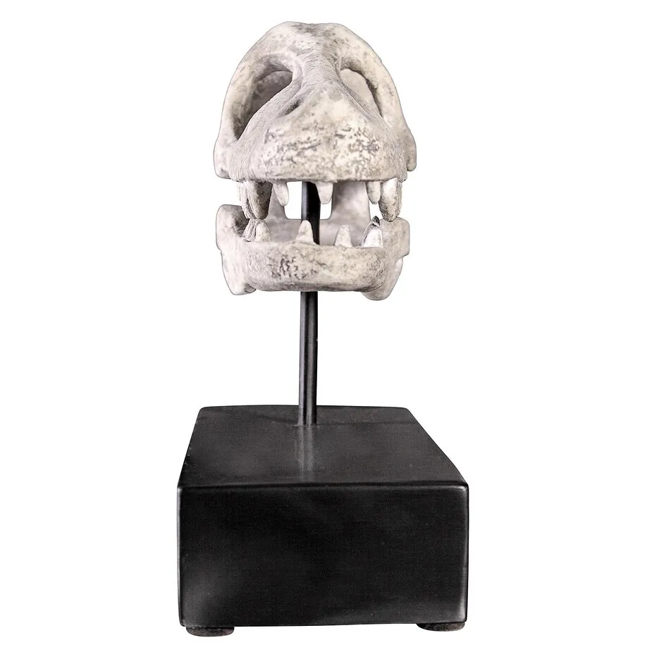 Velociraptor Dinosaur Skull Fossil Statue on Museum Mount